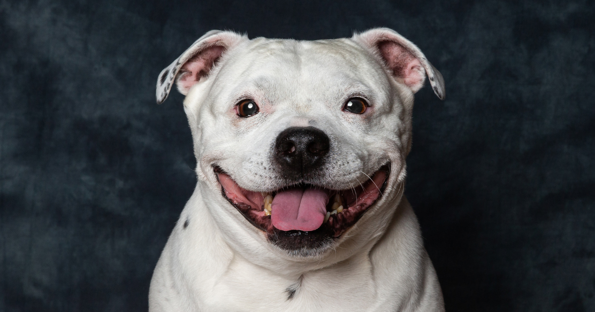 stafordsirsky bulterier biely